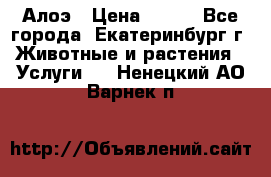 Алоэ › Цена ­ 150 - Все города, Екатеринбург г. Животные и растения » Услуги   . Ненецкий АО,Варнек п.